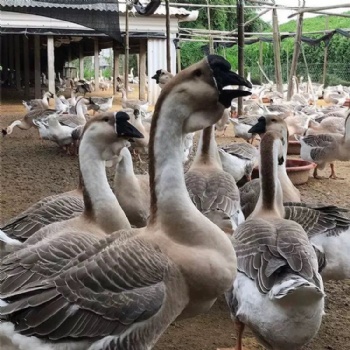 獅頭鵝鵝苗價格正宗獅頭鵝苗出售養(yǎng)1000只獅頭鵝利潤