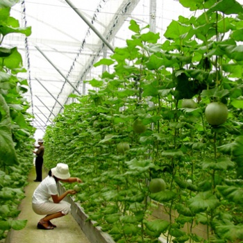 蔬菜溫室大棚生產廠家