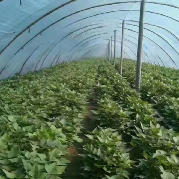 供應河北龍薯9紅薯苗