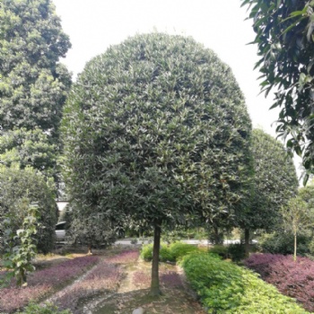 成都桂花基地成都桂花樹促銷