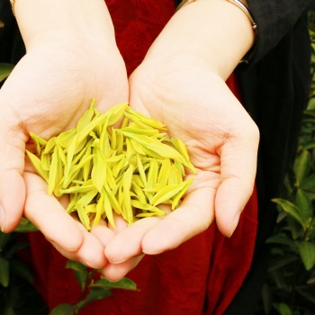 安徽黃魁茶業(yè)有限公司歡迎茶葉店同仁洽談合作