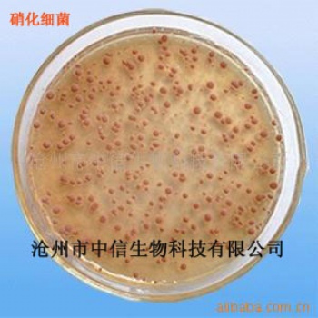 硝化細菌/降解亞硝酸鹽、氨、氮/添加劑