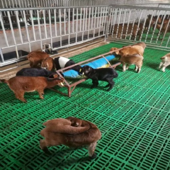 防滑羊用的漏糞板 新式塑料羊床的搭建 塑料羊糞板規(guī)格