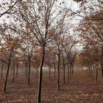 農(nóng)戶紅櫸樹 南京紅櫸**價格 
