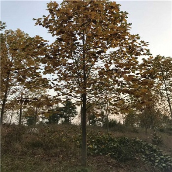 農(nóng)戶馬褂木南京馬褂木價格