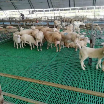 不傷羊蹄塑料羊糞板養羊漏糞板塑料羊鋪板網床