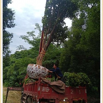 輕松購苗,不停瀏陽移栽香泡-柏加香泡優惠啦！！