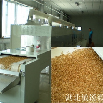 黑水虻微波烘干機 黑水虻微波干燥