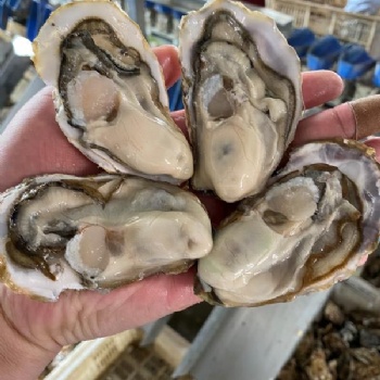 威海乳山牡蠣批發3-4兩生蠔價格