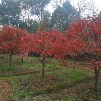 紅楓生產基地｜江西紅楓｜紅楓苗圃｜紅楓報價