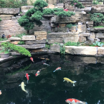 杭州買錦鯉魚找?；市清\鯉養殖場