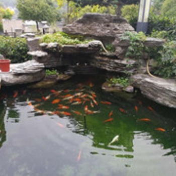 杭州錦鯉魚、錦鯉魚養(yǎng)護(hù)