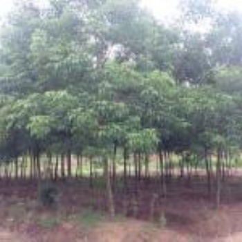重陽木生產基地 重陽木報價 重陽木苗圃
