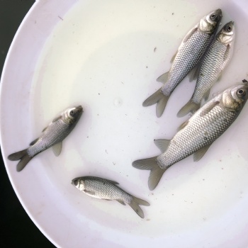 長江草魚苗鯽魚苗中科三號，工程鯽魚