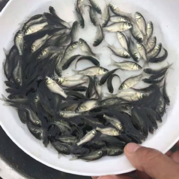 鯽魚苗。中科3號，工程鯽魚苗，圓頭鯽魚苗，湘云鯽魚苗，白金鯽魚苗，黃金鯽魚