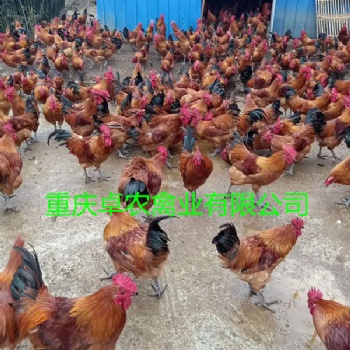 忠縣紅瑤土雞苗批發(fā)價格 石柱紅羽土雞苗養(yǎng)殖條件好