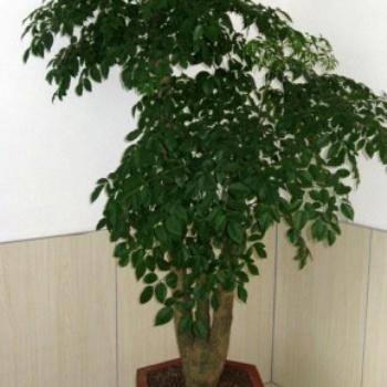 供應(yīng)富貴樹 招財(cái)樹 東莞花卉租賃 天堂鳥 幸福樹 紅掌