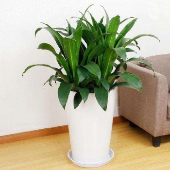 供應(yīng)鐵樹 東莞綠植租賃 也門鐵 龍血樹 綠蘿 龍鐵 吊蘭