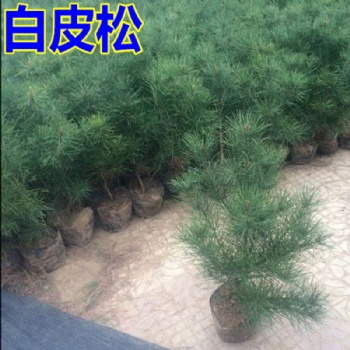 山西側(cè)柏，白皮松，油松，雪松，儈柏，華山松