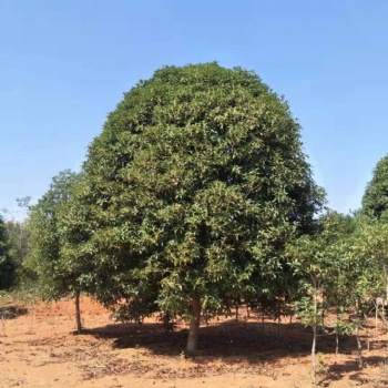 出售P200-350桂花，3米公分桂花樹，江西桂花基地