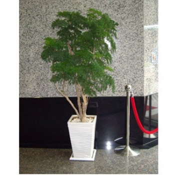 供應(yīng)福祿桐 東莞植物租擺 福祿壽 金錢兜 富貴樹