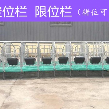 母豬限位欄 養(yǎng)豬設(shè)備 豬位可定制訂做