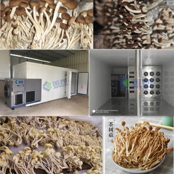 茶樹菇烘干機#廣州金凱烘干設備#廠家直售