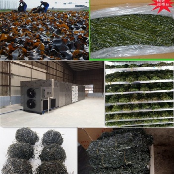 鹽漬海帶絲烘干#廣州金凱烘干設備#烘干除濕一體機