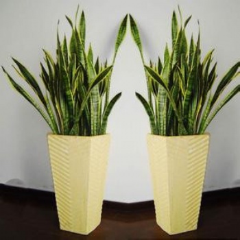 供應(yīng)虎皮蘭 虎尾蘭 東莞綠化租賃 吊蘭 蘆薈 仙人球