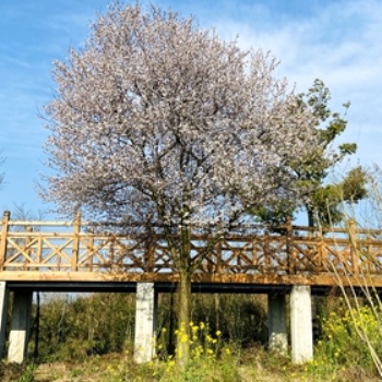 成都紅葉李基地_批發(fā)紅葉李_近期價格_成都苗木_名川園藝場