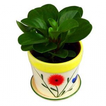 供應(yīng)碧玉花 豆瓣綠 東莞綠植租擺 竹柏 一帆風(fēng)順 富貴竹