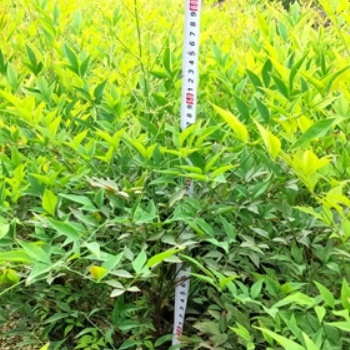 成都南天竹基地_批發南天竹_價格_成都苗木_名川園藝場