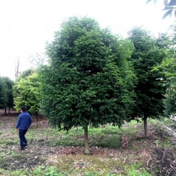 成都天竺桂基地 批發(fā)天竺桂 提供天竺桂價格 圖片 郫都區(qū)名川園藝場