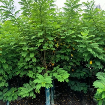 成都黃花槐基地 近期黃花槐價格 報價 圖片 成都苗木 名川園藝場