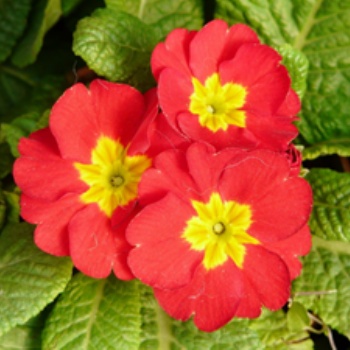 報春花 批發(fā)優(yōu)質(zhì)報春花 報春花價格 成都苗木 名川園藝場