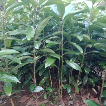 供應(yīng)肉桂苗和玉桂苗和桂皮苗廣西種苗部