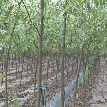 速生柳，也稱竹柳、速生竹柳，為楊柳科（Salicaceae）柳屬植物。