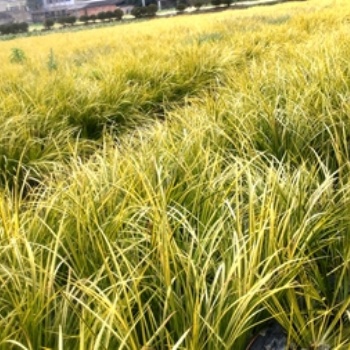 成都金葉菖蒲基地郫都區名川園藝場供應金葉菖蒲