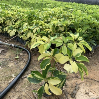 澳洲鴨腳木批發 品種齊全 產地