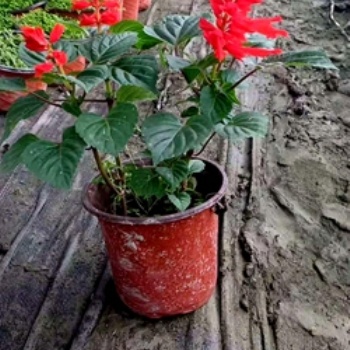 成都草花一串紅 基地 批發 價格 圖片 成都苗木 名川園藝場