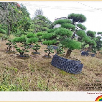 優(yōu)質(zhì)別墅用苗_造型黑松苗木_瀏陽精品黑松基地批發(fā)找張總