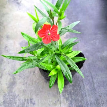 成都草花基地郫都區(qū)名川園藝場長期供應石竹花