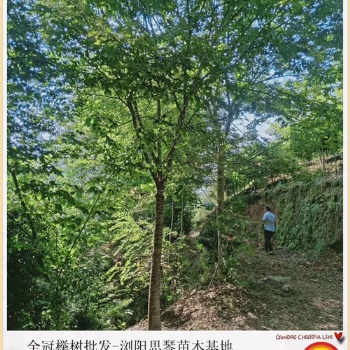 批發(fā)全冠櫸樹苗木-瀏陽移栽櫸樹等你來搶批找思琴苗木