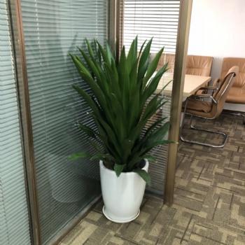 天河區辦公司植物租擺 廣州鮮花綠植室內外綠化、綠植租擺綠植批發