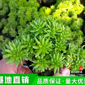 佛甲草批發(fā)價(jià)_2021草花報(bào)價(jià)_花境植物基地_金葉佛指草_綠葉佛甲草杯苗_郫縣綠批苗木批發(fā)基地