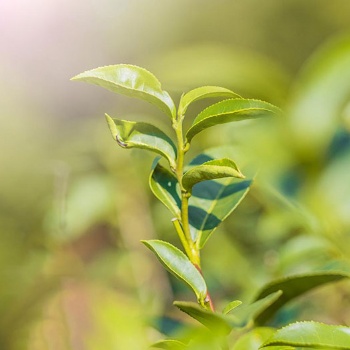 二維碼質(zhì)量溯源系統(tǒng)在茶葉企業(yè)中3大應(yīng)用