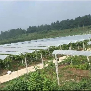 避雨棚的搭建 時間 優勢