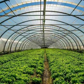 溫室大棚種植蔬菜的優勢