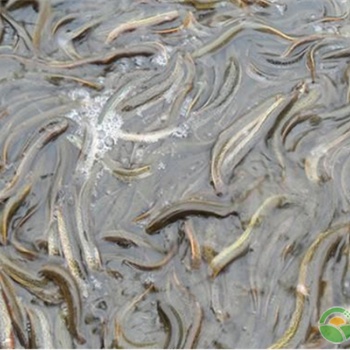 泥鰍養殖前景如何-湖北漁添下水產有限公司