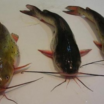 黃顙魚養殖技術-湖北漁添下水產有限公司
